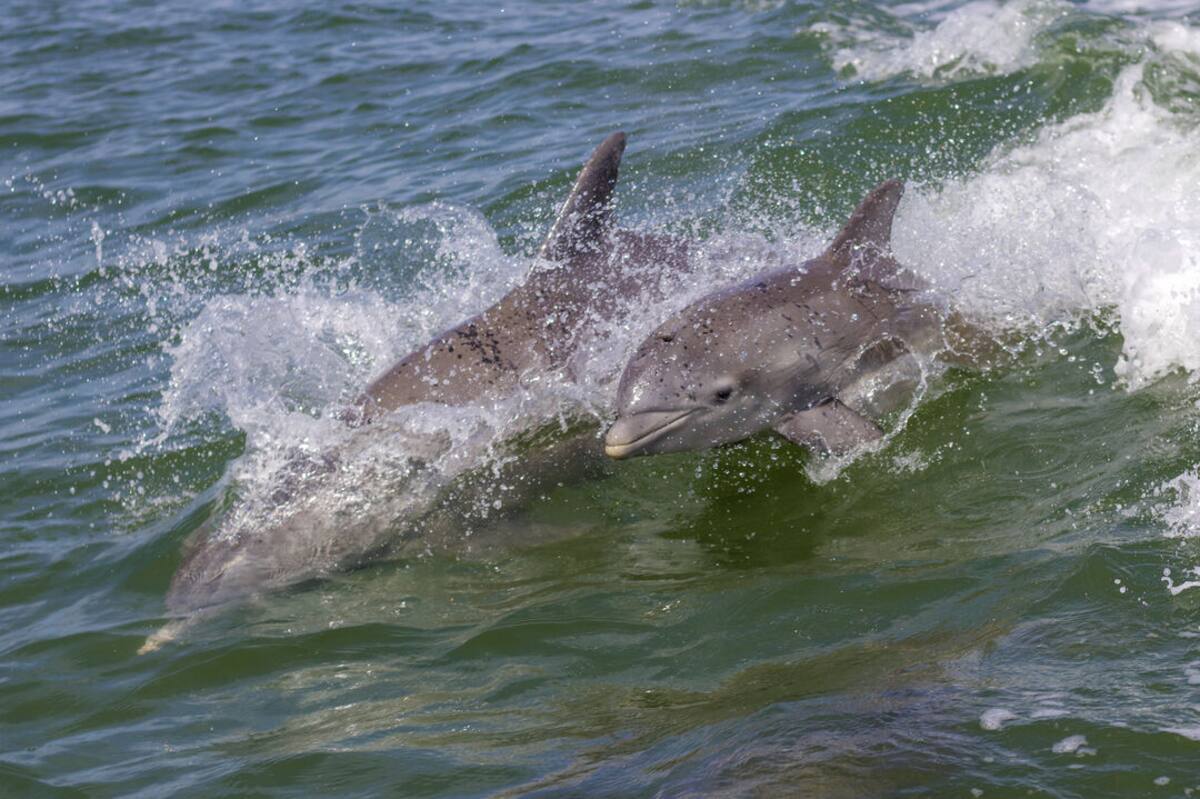 Dolphins swimming in the Banana River near Cocoa Beach